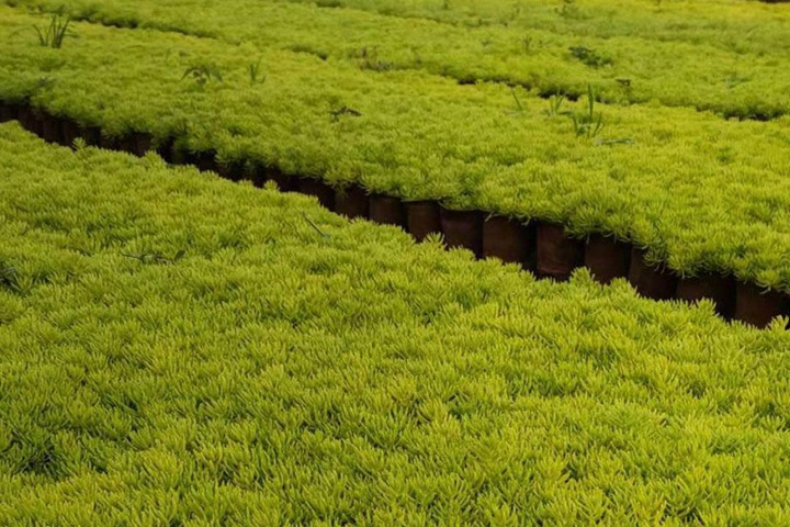 屋顶绿化用什么植物好 屋顶绿化用什么植物好