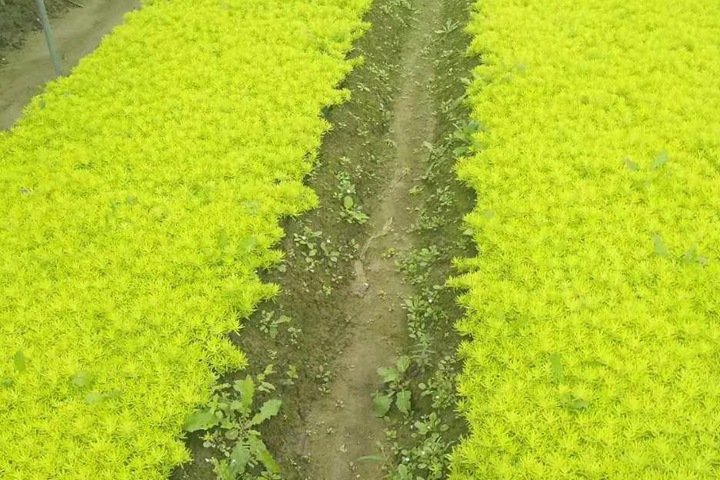 屋顶绿化用什么植物好 屋顶绿化用什么植物好