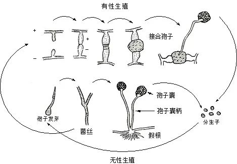 春季月季黑斑病的预防及处理措施 春季月季黑斑病的预防及处理措施
