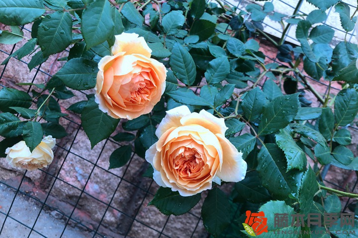 室内种植月季花需要注意哪些事项 室内种植月季花需要注意哪些事项