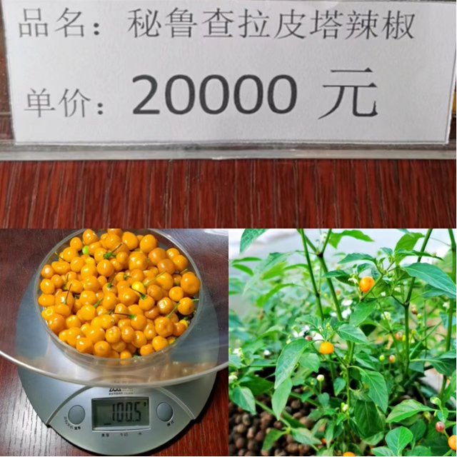 查拉皮塔辣椒 查拉皮塔辣椒