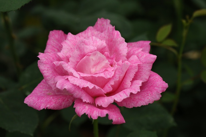 红牡丹 ROUGE PIVOINE 红牡丹 ROUGE PIVOINE