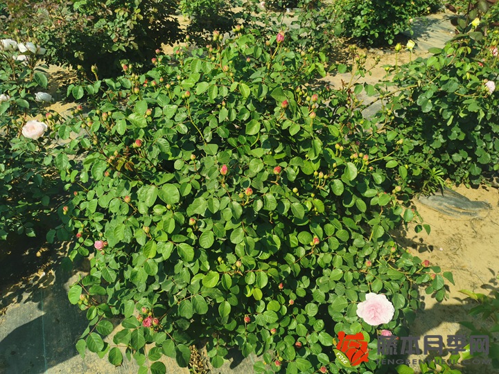 1651645638398775.jpg 编辑分享月季种植经验