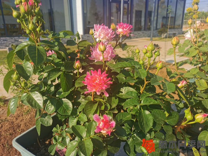 1651645678819070.jpg 编辑分享月季种植经验