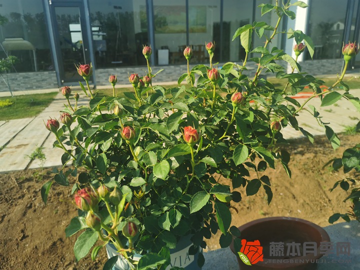 1651645679720231.jpg 编辑分享月季种植经验