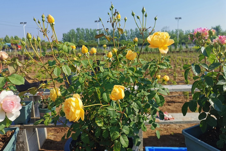 1651797108502781.jpg 编辑分享月季种植经验