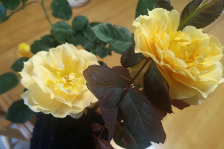 蜂蜜香水/甜蜜香水Honey Perfume 蜂蜜香水/甜蜜香水Honey Perfume