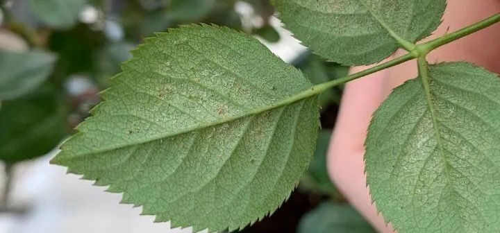 夏季红蜘蛛预防措施(月季红蜘蛛用什么药防治最好) 夏季红蜘蛛预防措施(月季红蜘蛛用什么药防治最好)