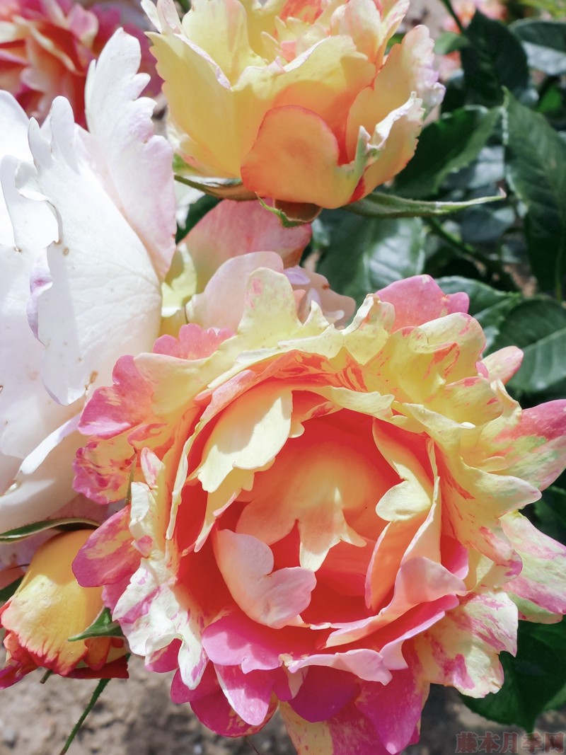熙笃会之花Rose des Cisterciens 熙笃会之花Rose des Cisterciens