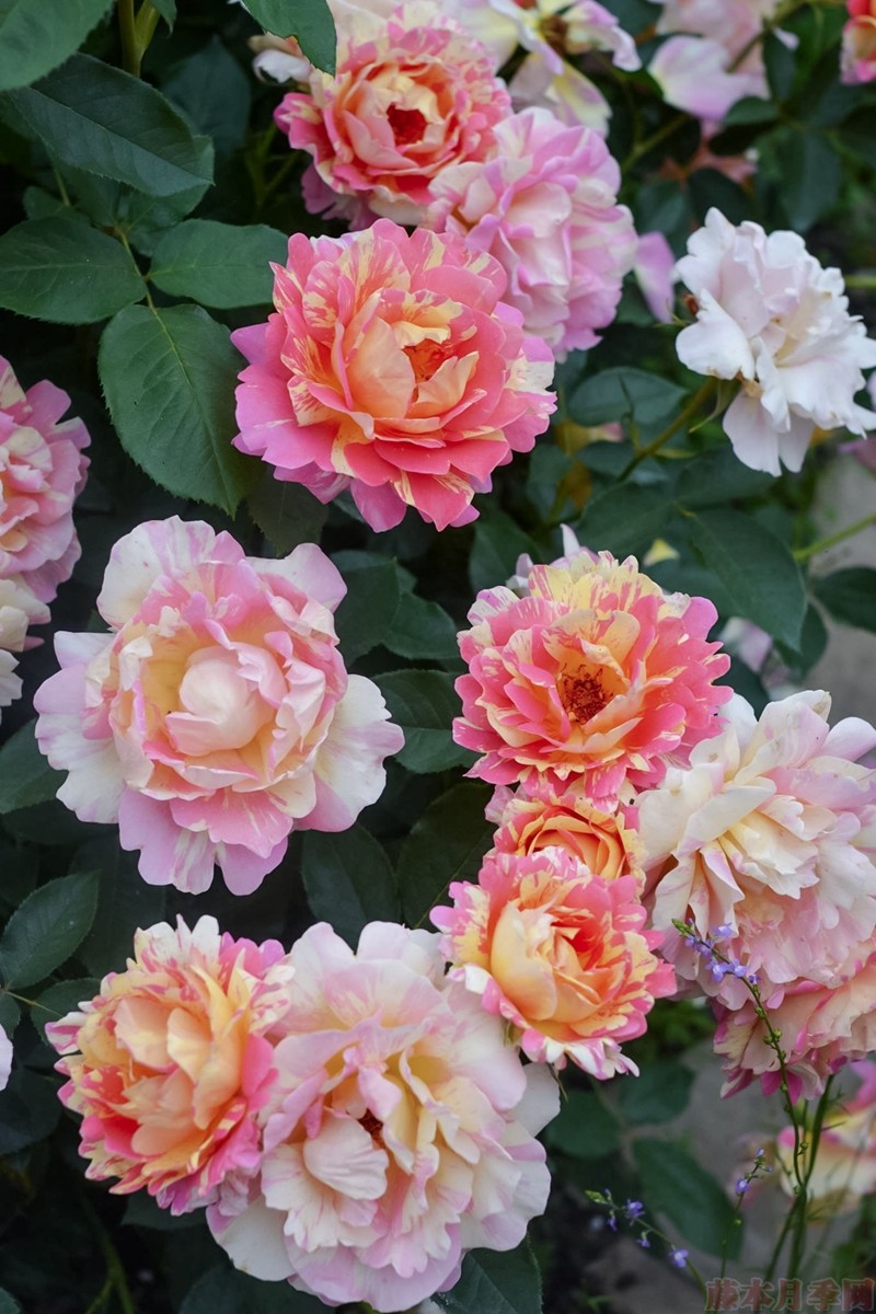 熙笃会之花Rose des Cisterciens 熙笃会之花Rose des Cisterciens
