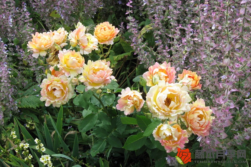 熙笃会之花Rose des Cisterciens 熙笃会之花Rose des Cisterciens