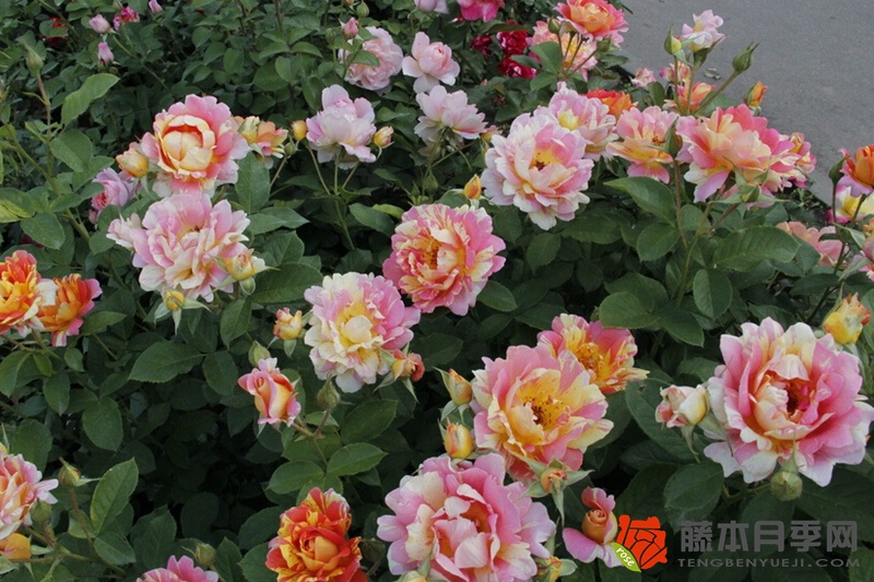 熙笃会之花Rose des Cisterciens 熙笃会之花Rose des Cisterciens