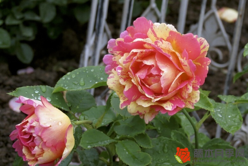 熙笃会之花Rose des Cisterciens 熙笃会之花Rose des Cisterciens