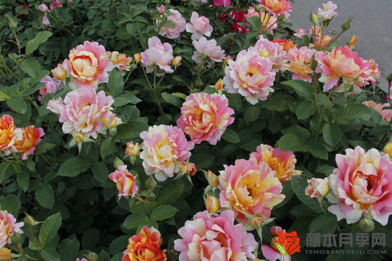 熙笃会之花Rose des Cisterciens 熙笃会之花Rose des Cisterciens