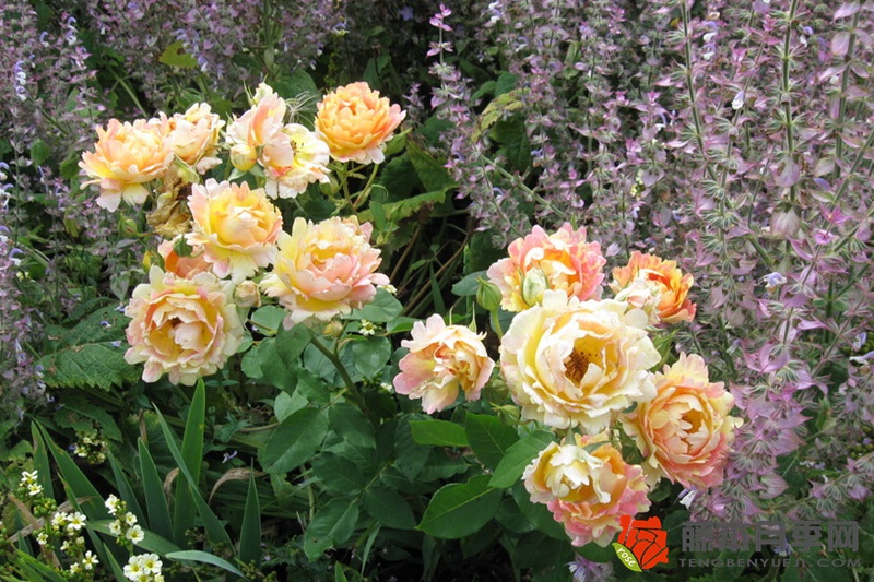 熙笃会之花Rose des Cisterciens 熙笃会之花Rose des Cisterciens