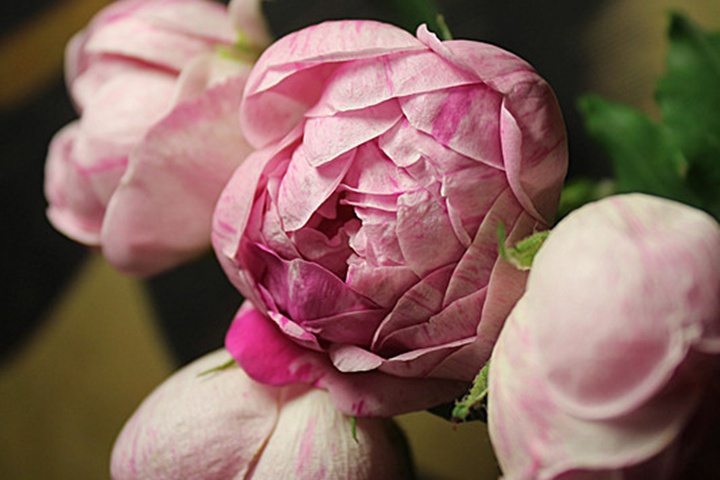 奥诺琳布拉邦Honorine de Brabant 奥诺琳布拉邦Honorine de Brabant