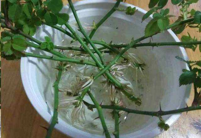月季花枝条泡水里多久才生根 月季花枝条泡水里多久才生根