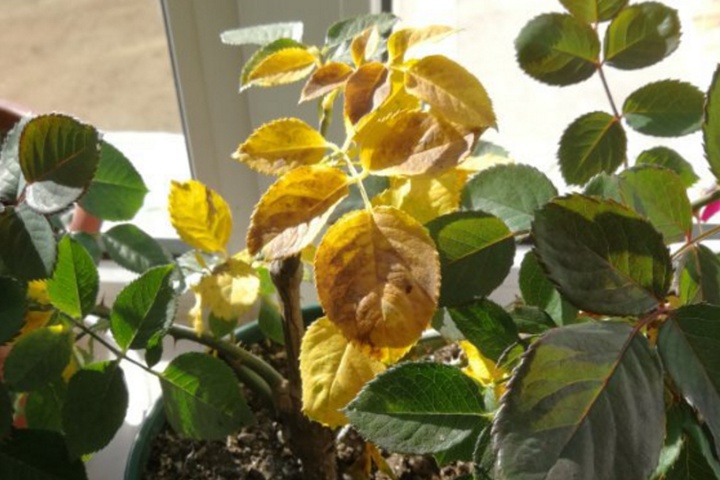 月季花出现黄叶病叶怎么根治 月季花出现黄叶病叶怎么根治