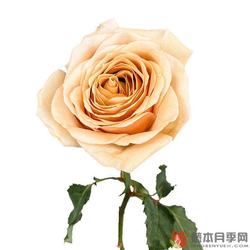 黄金芥末Golden Mustard 黄金芥末Golden Mustard