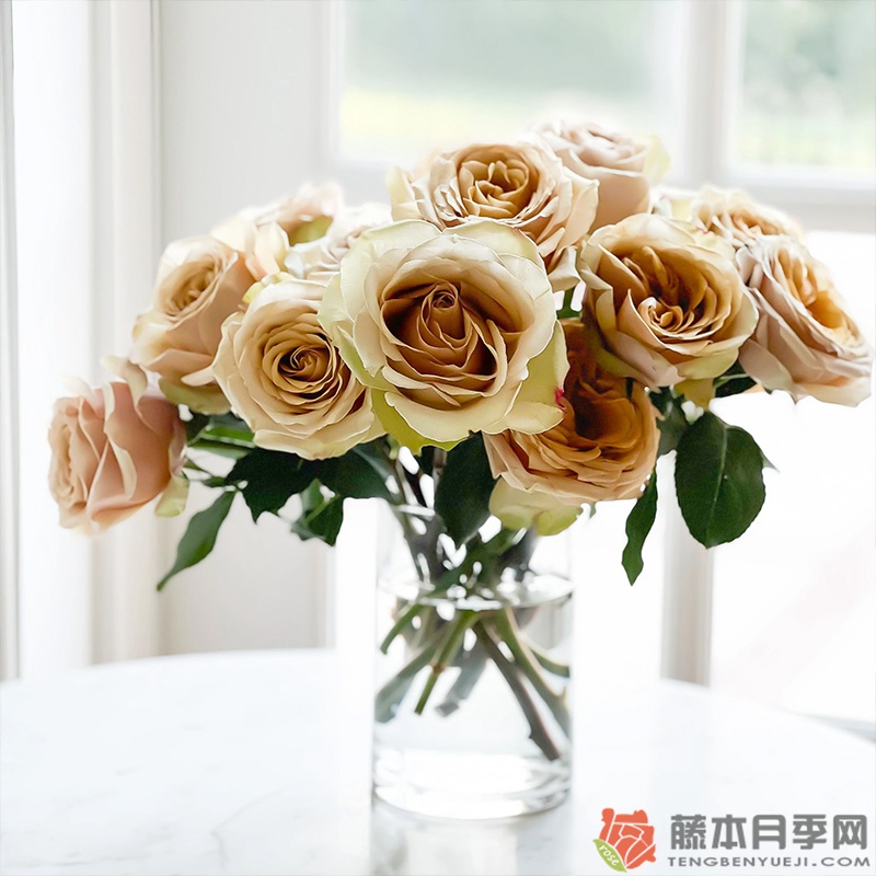 黄金芥末Golden Mustard 黄金芥末Golden Mustard