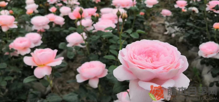 瑞典女王怎么养容易开花 瑞典女王怎么养容易开花