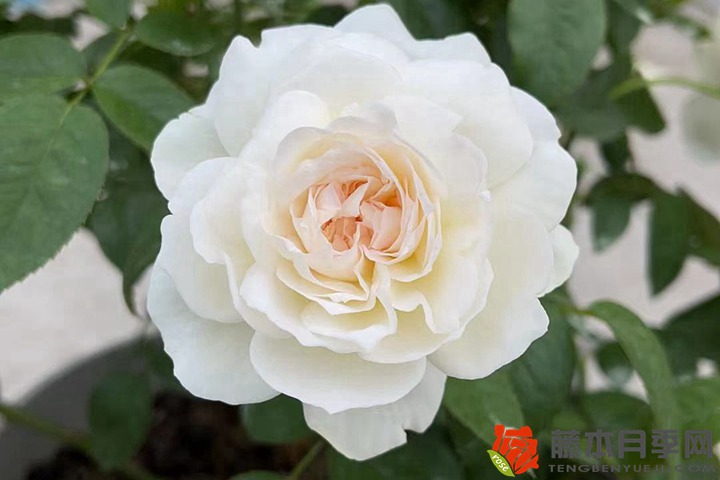 全部月季花语(不同颜色月季花语大全) 全部月季花语(不同颜色月季花语大全)