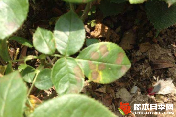 月季褐斑病选用何种杀菌剂为好? 月季褐斑病选用何种杀菌剂为好?