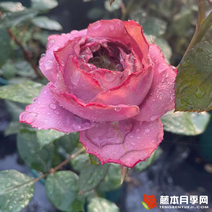 蓝瓷花瓶 蓝瓷花瓶