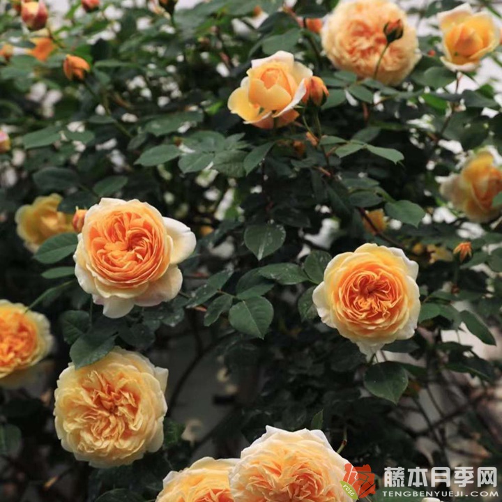 玛格丽特王妃月季名字的由来 玛格丽特王妃月季名字的由来