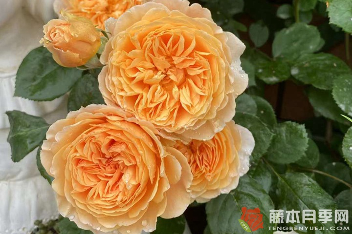 玛格丽特王妃月季名字的由来 玛格丽特王妃月季名字的由来