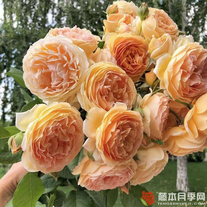 玛格丽特王妃月季名字的由来 玛格丽特王妃月季名字的由来