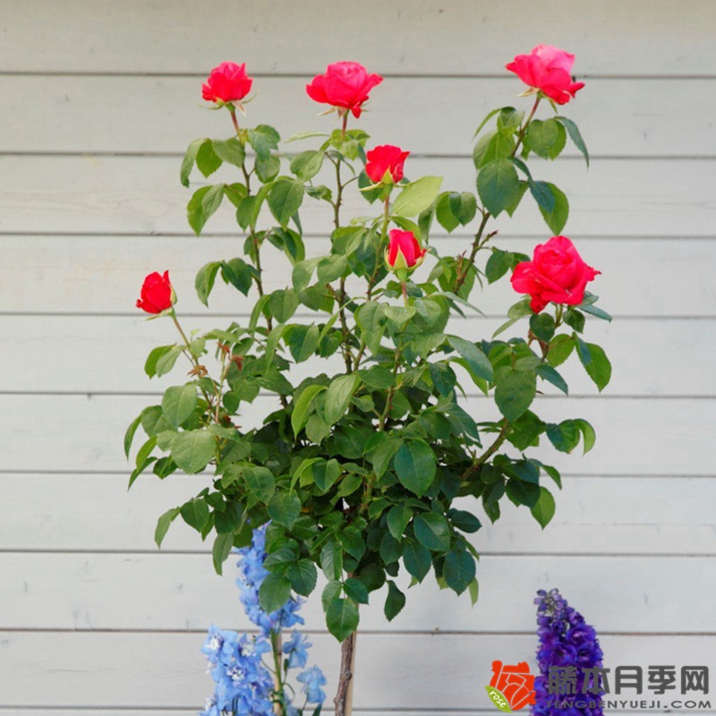 樱桃女士Cherry Lady 樱桃女士Cherry Lady