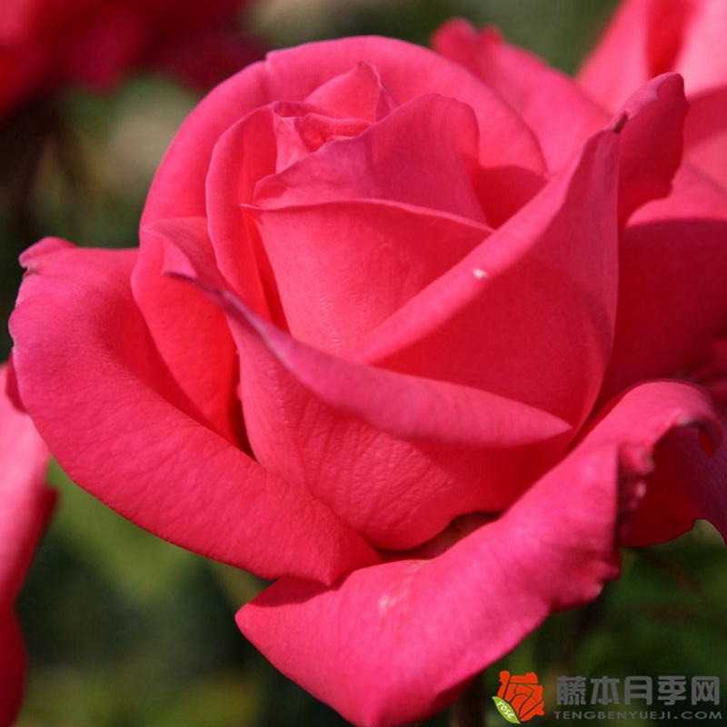 樱桃女士Cherry Lady 樱桃女士Cherry Lady