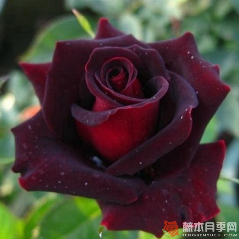 黑美人BLACK BEAUTY 黑美人BLACK BEAUTY
