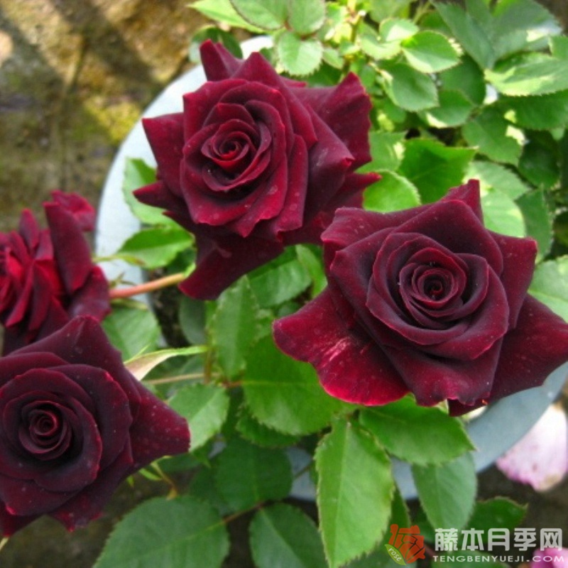 黑美人BLACK BEAUTY 黑美人BLACK BEAUTY