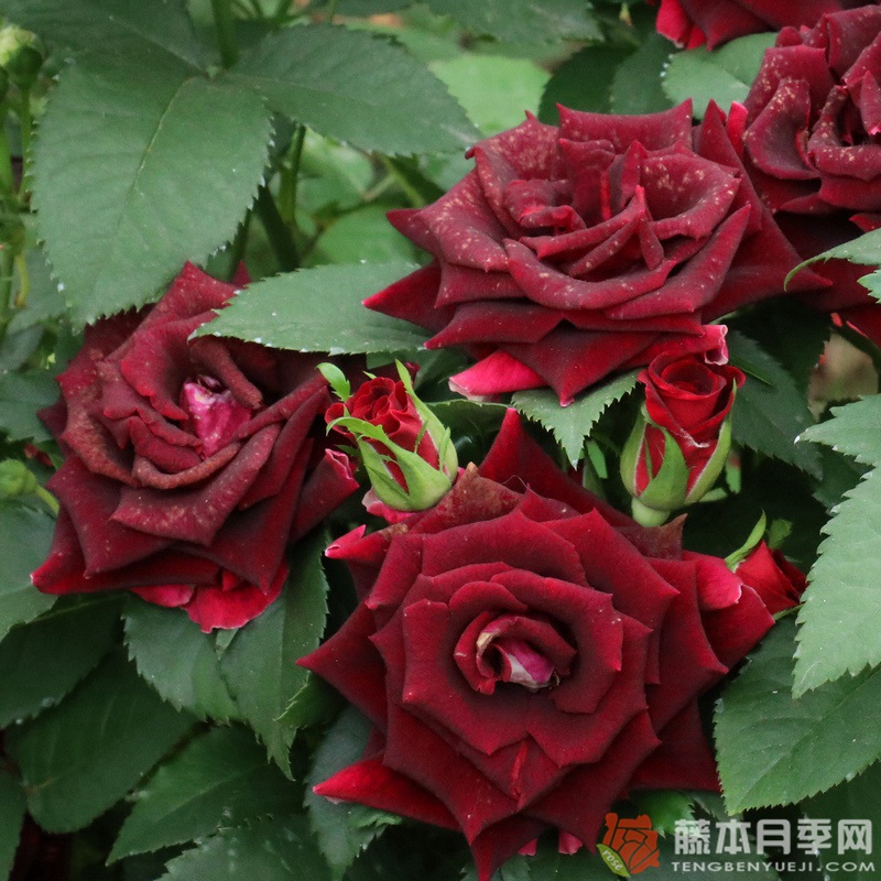 黑美人BLACK BEAUTY 黑美人BLACK BEAUTY