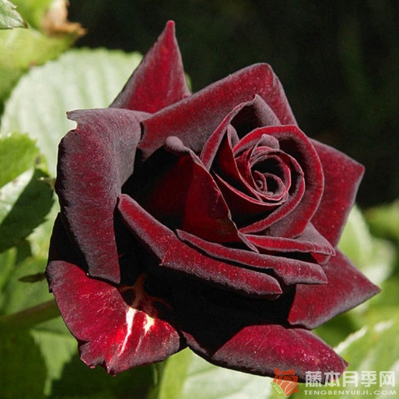 黑美人 黑美人