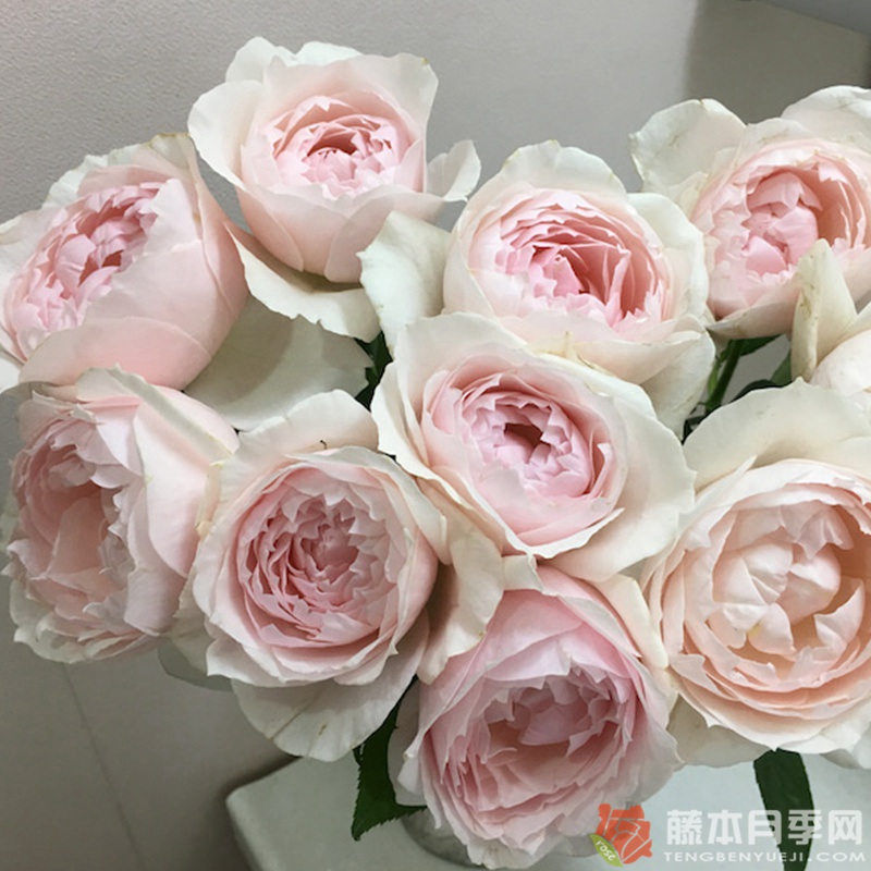 芳香之杯/由香 YUKA 芳香之杯/由香 YUKA