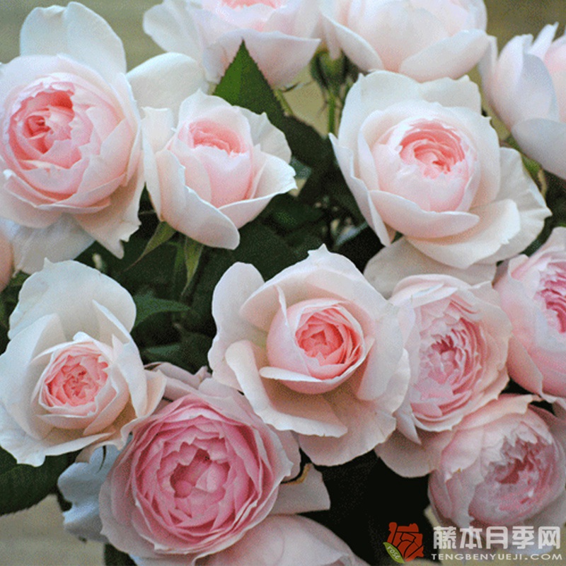 芳香之杯/由香 YUKA 芳香之杯/由香 YUKA