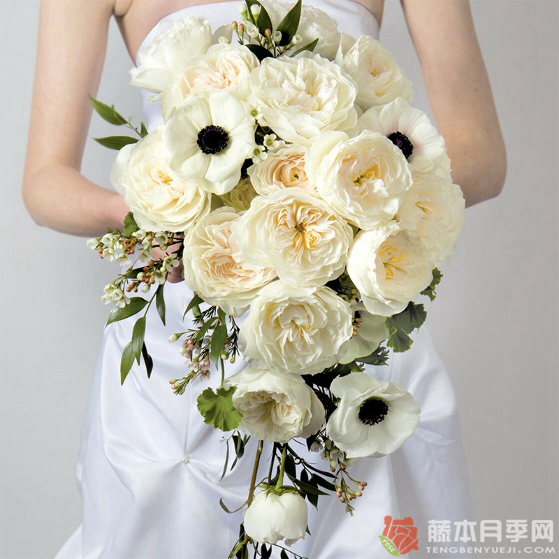 白云White Cloud 白云White Cloud