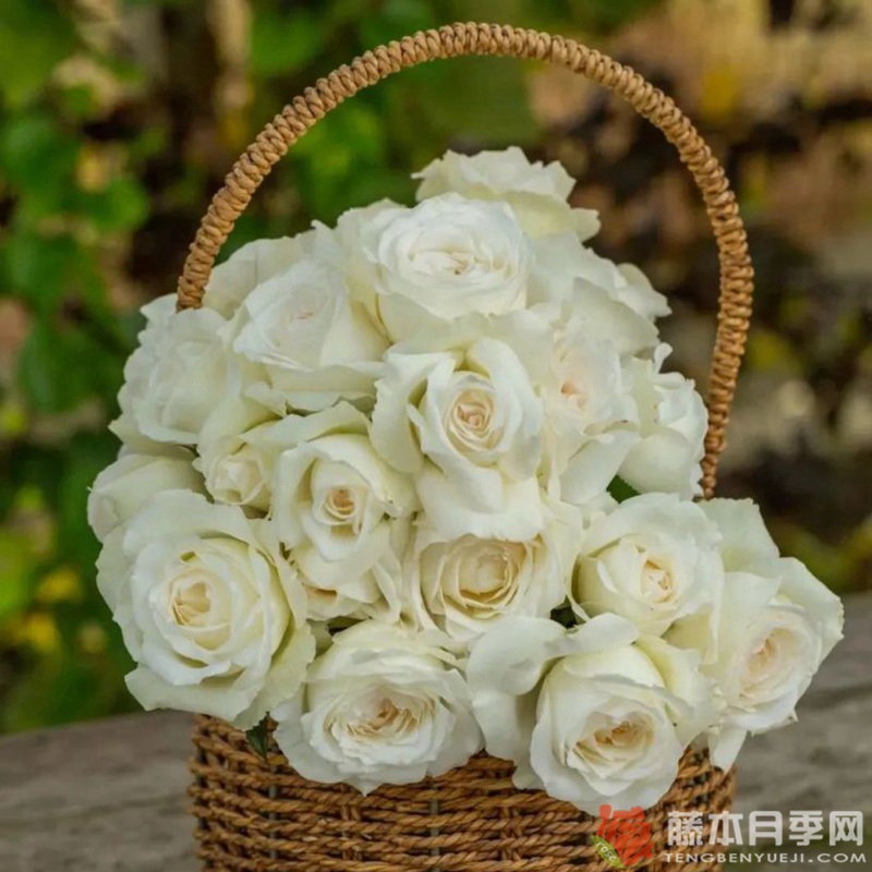 白云White Cloud 白云White Cloud
