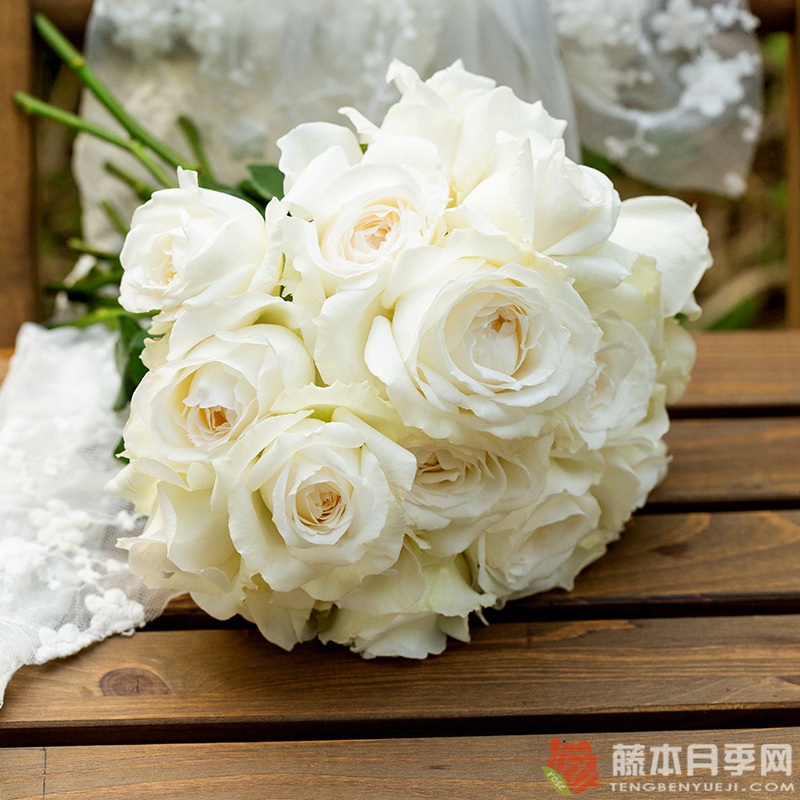 白云White Cloud 白云White Cloud