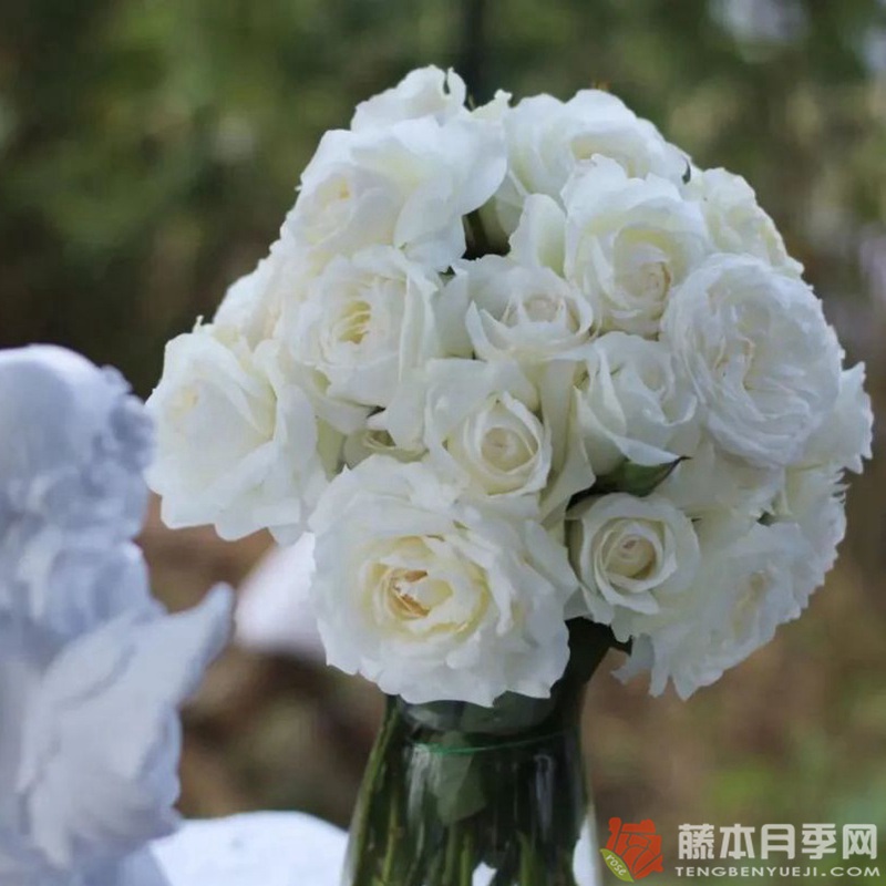 白云White Cloud 白云White Cloud