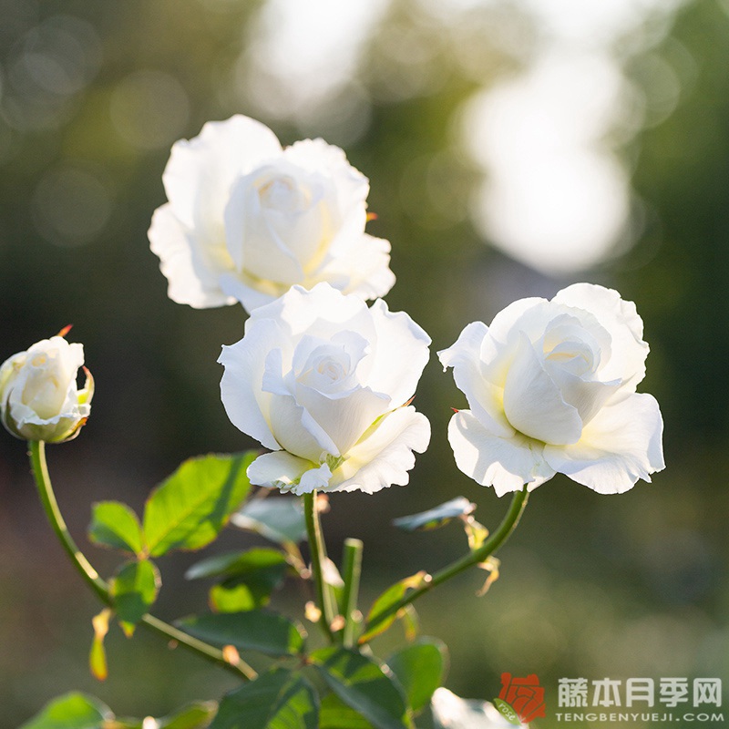 白云White Cloud 白云White Cloud