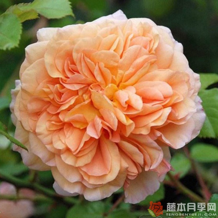奥雄Oshun 奥雄Oshun