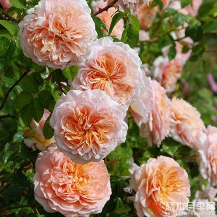奥雄Oshun 奥雄Oshun