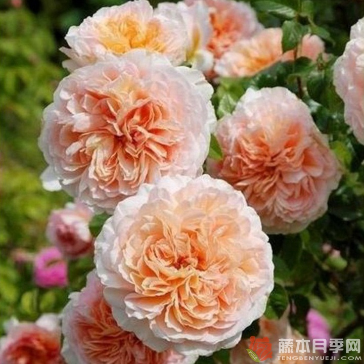 奥雄Oshun 奥雄Oshun