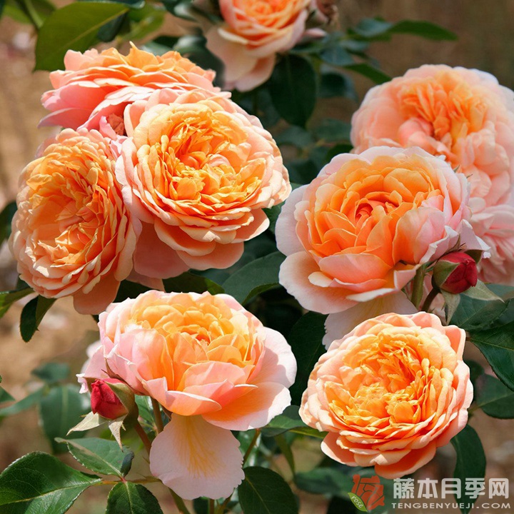 奥尔良香水 Parfum d’Orléans 奥尔良香水 Parfum d’Orléans