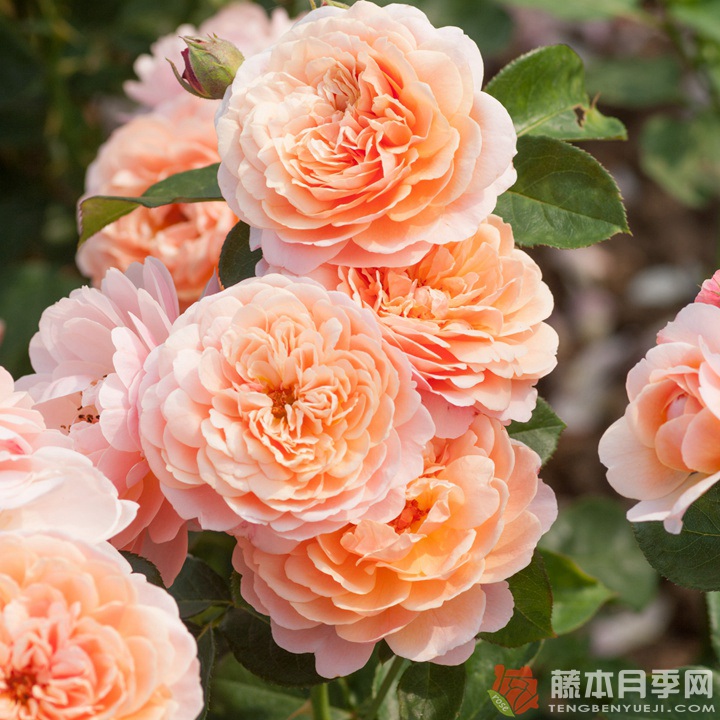 奥尔良香水 Parfum d’Orléans 奥尔良香水 Parfum d’Orléans
