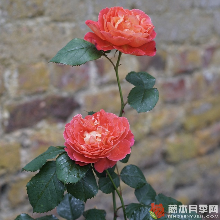 蕾娜·萨穆郁Reine Sammut 蕾娜·萨穆郁Reine Sammut